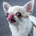 Foto del profilo di Roland Flipper