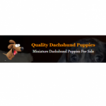 Foto del profilo di Quality Dachshund Puppies