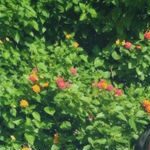 Foto del profilo di nohih